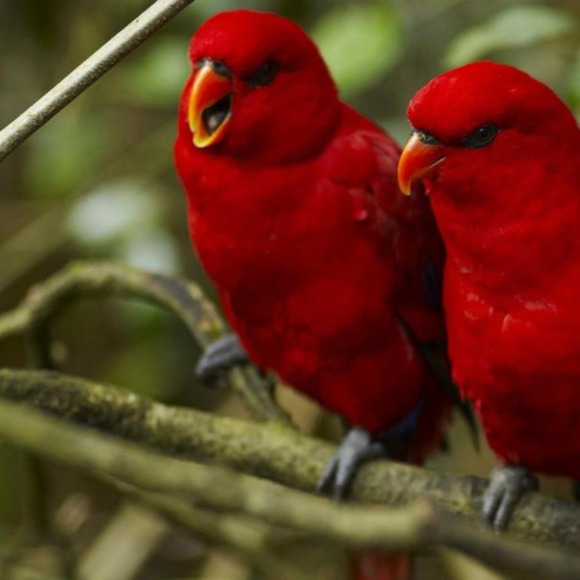 happyparrot